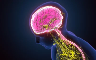 Understanding our Nervous Systems: Why Does Regulation Matter?